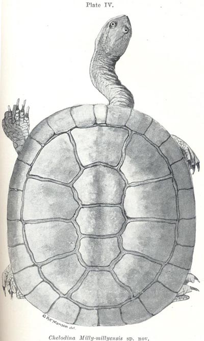 Drawing of Chelodina steindachneri by Pitt Morison featured in Glauert 1922