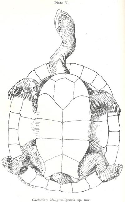 Drawing of Chelodina steindachneri by Pitt Morison featured in Glauert 1922