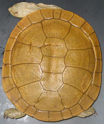 Dorsal view of the holotype of Chelodina steindachneri (N.M.W. 19798)