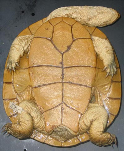 Ventral view of the holotype of Chelodina steindachneri (N.M.W. 19798)