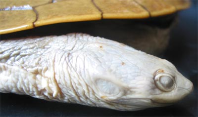 Head view of the holotype of Chelodina steindachneri (N.M.W. 19798)