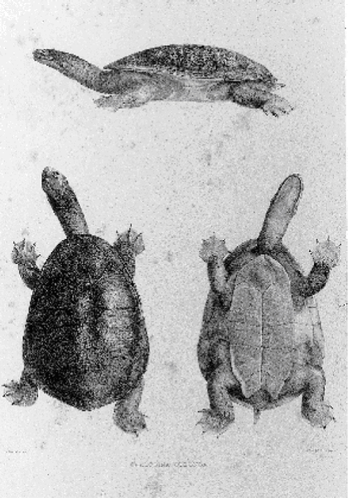Drawings of Chelodina oblonga, Gray, 1855
