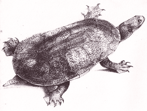 Drawing of Chelodina oblonga, Gray, 1841