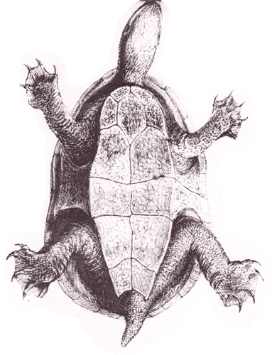 Drawing of Chelodina oblonga, Gray, 1841