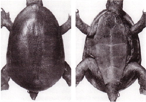 Holotype photo