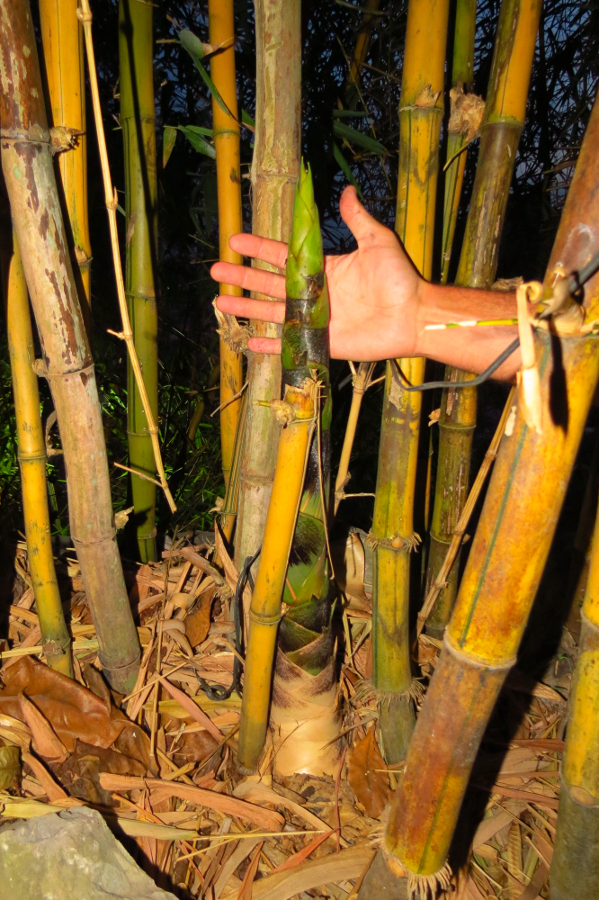 http://www.carettochelys.com/images/misc/palms/bamboo01_small.jpg