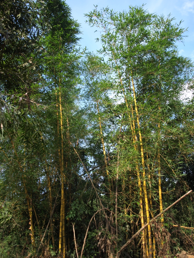 http://www.carettochelys.com/images/misc/palms/bamboo03_small.jpg