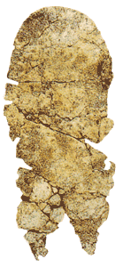 Fossil Type Specimen