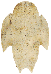 Plastron of Modern Specimen